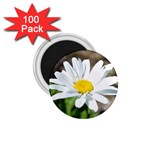 Daisy 1.75  Magnet (100 pack) 