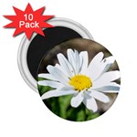 Daisy 2.25  Magnet (10 pack)