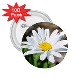 Daisy 2.25  Button (100 pack)