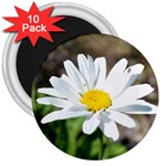 Daisy 3  Magnet (10 pack)