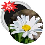 Daisy 3  Magnet (100 pack)