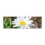 Daisy Sticker (Bumper)