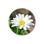 Daisy Magnet 3  (Round)