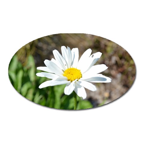 Daisy Magnet (Oval) from ArtsNow.com Front