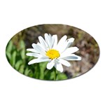 Daisy Magnet (Oval)