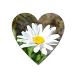 Daisy Magnet (Heart)