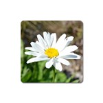 Daisy Magnet (Square)