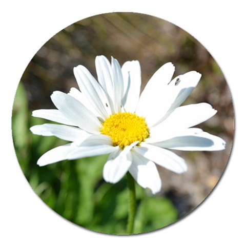 Daisy Magnet 5  (Round) from ArtsNow.com Front