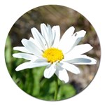 Daisy Magnet 5  (Round)