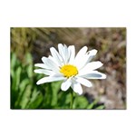 Daisy Sticker A4 (10 pack)