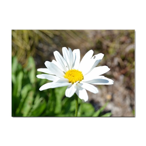 Daisy Sticker A4 (100 pack) from ArtsNow.com Front