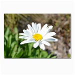 Daisy Postcards 5  x 7  (Pkg of 10)