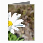 Daisy Greeting Card