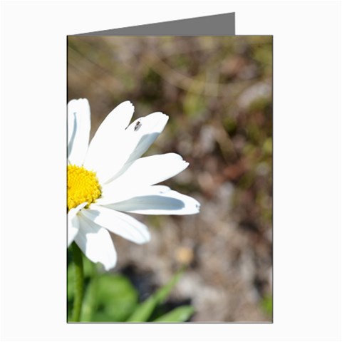Daisy Greeting Cards (Pkg of 8) from ArtsNow.com Left