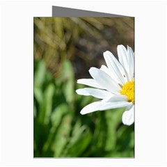 Daisy Greeting Cards (Pkg of 8) from ArtsNow.com Right
