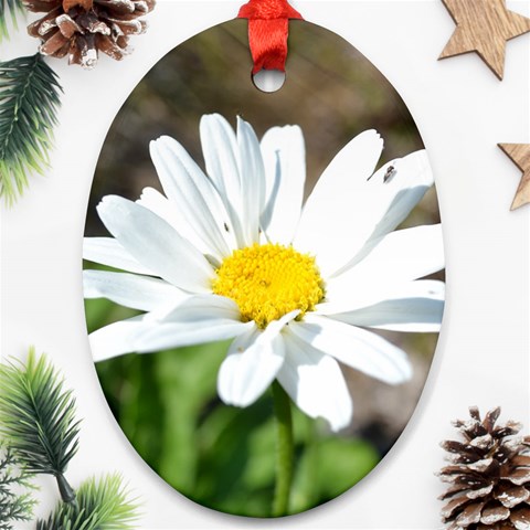 Daisy Oval Ornament (Two Sides) from ArtsNow.com Front