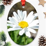 Daisy Oval Ornament (Two Sides)