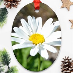 Daisy Oval Ornament (Two Sides) from ArtsNow.com Back