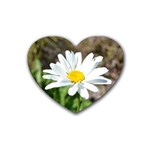 Daisy Heart Coaster (4 pack)