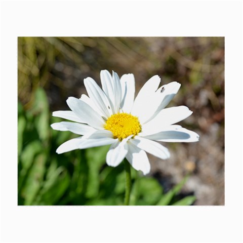 Daisy Glasses Cloth (Small, Two Sides) from ArtsNow.com Front
