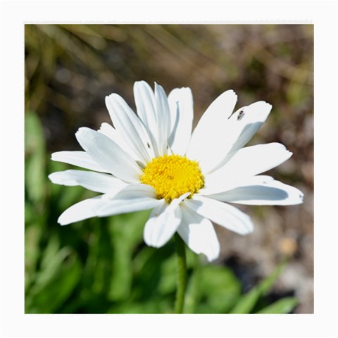 Daisy Glasses Cloth (Medium) from ArtsNow.com Front