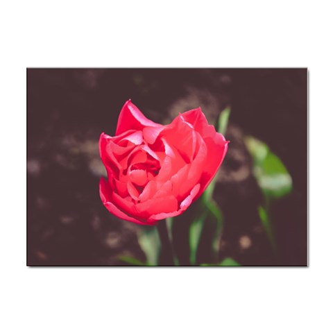 Red flower Sticker A4 (10 pack) from ArtsNow.com Front