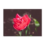 Red flower Sticker A4 (10 pack)