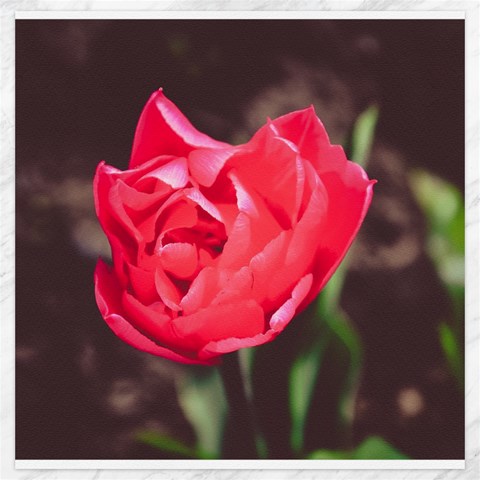 Red flower Canvas 20  x 20  from ArtsNow.com 19 x19.27  Canvas - 1