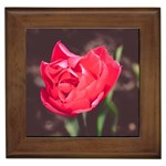 Red flower Framed Tile