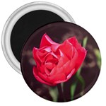 Red flower 3  Magnet