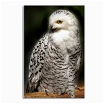 Animal Postcard 4  x 6 