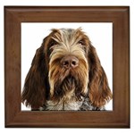 Spinone Italiano Dog Framed Tile