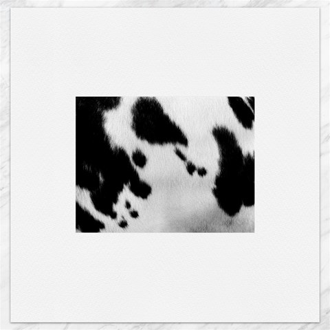 Cow Print	Canvas 12  x 12  from ArtsNow.com 11.4 x11.56  Canvas - 1