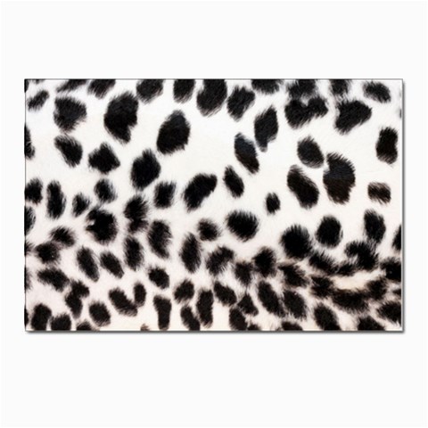 Snow Leopard	 Postcards 5  x 7  (Pkg of 10) from ArtsNow.com Front