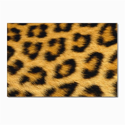 Leopard Print	 Postcard 4 x 6  (Pkg of 10) from ArtsNow.com Front