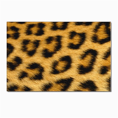 Leopard Print	 Postcards 5  x 7  (Pkg of 10) from ArtsNow.com Front