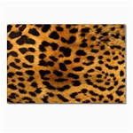 Jaguar Print	 Postcard 4 x 6  (Pkg of 10)