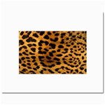 Jaguar Print	Prints 8  x 10 