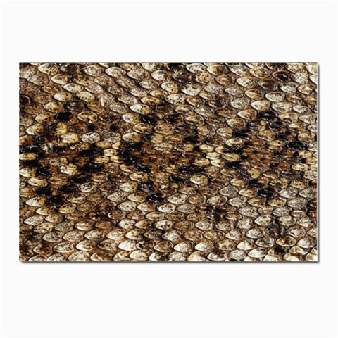 Snake Print	 Postcard 4 x 6  (Pkg of 10) from ArtsNow.com Front