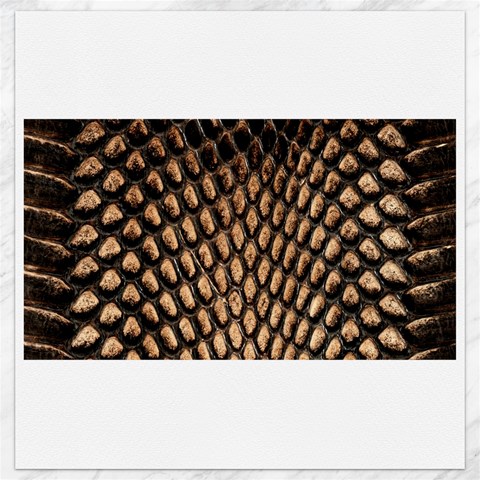 Cobra Print	Canvas 12  x 12  from ArtsNow.com 11.4 x11.56  Canvas - 1