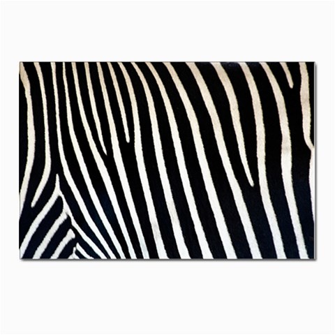 Zebra Print	 Postcard 4 x 6  (Pkg of 10) from ArtsNow.com Front