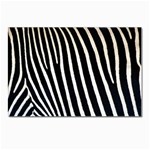 Zebra Print	 Postcard 4 x 6  (Pkg of 10)