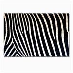 Zebra Print	 Postcards 5  x 7  (Pkg of 10)