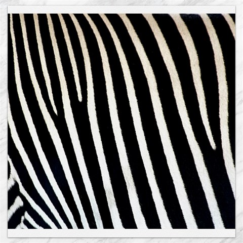 Zebra Print	Canvas 12  x 12  from ArtsNow.com 11.4 x11.56  Canvas - 1