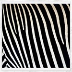 Zebra Print	Canvas 12  x 12 