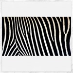 Zebra Print	Canvas 20  x 20 