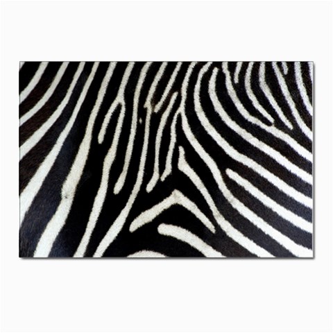 Zebra Print Big	 Postcard 4 x 6  (Pkg of 10) from ArtsNow.com Front