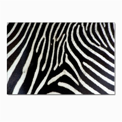 Zebra Print Big	 Postcards 5  x 7  (Pkg of 10) from ArtsNow.com Front