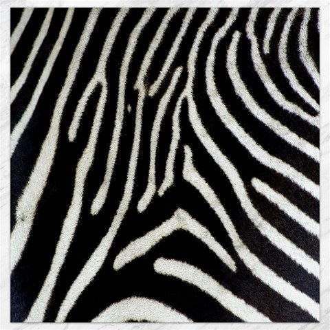 Zebra Print Big	Canvas 12  x 12  from ArtsNow.com 11.4 x11.56  Canvas - 1