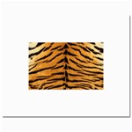 Tiger Print	Prints 8  x 10 